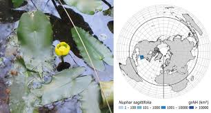 Image result for Limnophila ceratophylloides