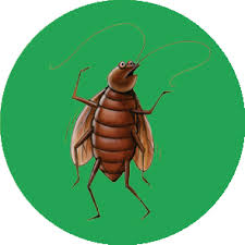 Commercial pest control & residential pest control at the affordable price we would personally suggest this company for pest control services. Herbal Pest Control In Pimple Saudagar Ganraj Herbal Pest Control