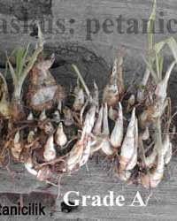49 likes · 1 talking about this. Jual Umbi Atau Bibit Bunga Sedap Malam Kiloan Griyatani Com Menyediakan Kebutuhan Bertani Anda