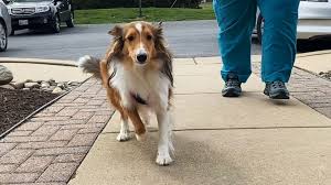 We request you sit and stay on our exam room bench for the duration of your visit. Maryland Veterinary Clinic Using Curbside Check In To Stem Coronavirus Abc News