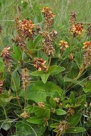 Image result for Eriosema