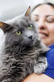 Veterinary Park Potomac