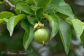 Image result for Oncoba