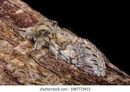 Image result for Peridea anceps