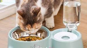 Otomatik Kedi Mama Ve Su Kabi Nasil Calisir En Iyi 5 Otomatik Mama Kabi Kedi Blog