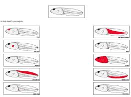 Introduction To Tadpoles And Id The Infinite Spider