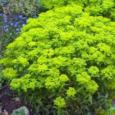 Bunte Wolfsmilch Euphorbia Polychroma Gelb In 2020 Wolfsmilch Gartenboden Pflanzen