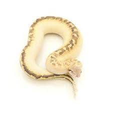 Pin On Sssssnakes