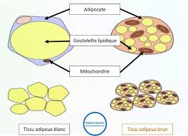 Le Tissu Adipeux Brun Qu Est Ce Que C Est Tissu Adipeux Tissu Et Brun