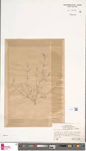 Image result for Kyllinga merxmuelleri