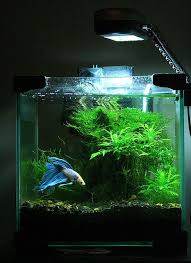 Betta Tank Betta Aquarium Aquarium Fish Tank Betta Fish Care