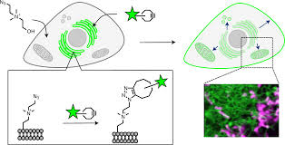 Anatomy of bone provide the labels for the indicated parts on the diagrams of a longitudinal section and cross section of bone below. Organelle Membrane Specific Chemical Labeling And Dynamic Imaging In Living Cells Nature Chemical Biology
