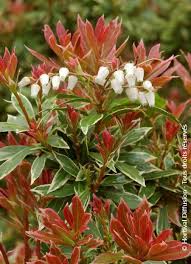 Image result for Pieris japonský little heath obrázek