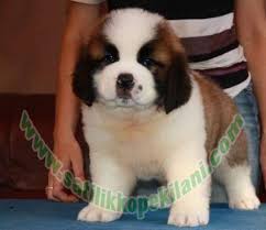 Saint Bernard Beethoven Yavru Ilani 05412625853