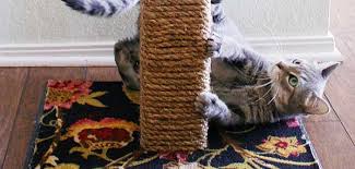 Kedi Tirmalama Tahtasi Hakkinda Her Sey Kedi Ev Yapimi Evler