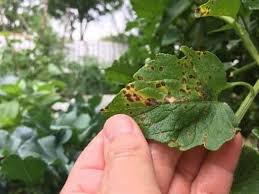 Susceptible to diseases and for more information about tomato problems, see our kemper factsheet tomato diseases and. How To Protect Tomato Plants From Spotted Leaf Disease The Kansas City Star