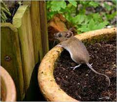 Rats cannot pass gas, so the carbon dioxide has nowhere to go and eventually leads to ruptures or. Pin By Lady In Joy On Prep I M A Survivor Garden Pests Plants Mice Repellent