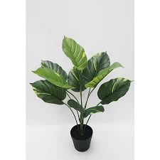 Check spelling or type a new query. Artificial Dieffenbachia Plant In Black Pot 60cm Home George At Asda
