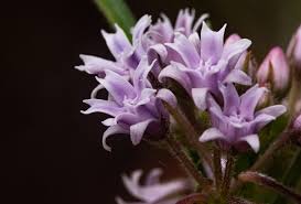 Image result for Margaretta rosea