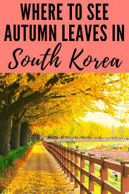 All The Best Places To See Autumn Leaves In South Korea See The Fall Foliage In Seoul Seoraksan Asan Gingko Tree Asia Travel World Travel Guide Korea Travel