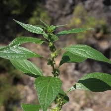 Image result for Parietaria