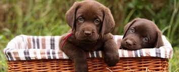 Papa is a national champ show pet dog. Raleigh Animal Hospital Quail Corners Animal Hospital Lab Puppies Chocolate Lab Puppies Cute Animals