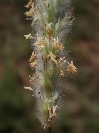 Image result for Anthephora pubescens