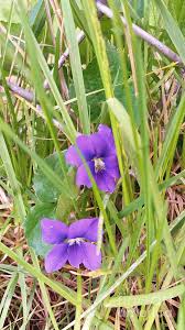 Model# 41433 (30) $ 34 09. Peek A Boo Purple Flowers Photograph By Josephine Sheppard