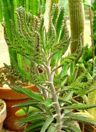 Kalanchoe Daigremontiana Succulent Landscaping Trees To Plant Succulent Landscape Design