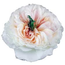 Download and use 60,000+ rose flower stock photos for free. All Garden Roses Wedding Roses Garden Roses Direct