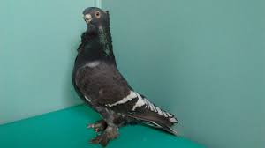 Black And White Pigeon Pictures Black White Barred Blondinette White Bar Black And White Bird