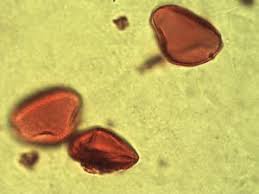 Image result for Calamus deerratus