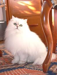 أجمل صور قطط شيرازي فارسي من أيران عالم القطط Pretty Cats Gorgeous Cats Beautiful Cats