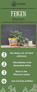Feigen Pflanzen Wir Zeigen Euch Schritt Fur Schritt Wie Ihr Feigen Ganz Einfach In Eurem Garten Pflanzen Konnt Alles W Feigenbaum Feigen Feigenbaum Pflanzen