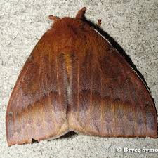 Image result for Otomeria elatior