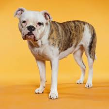 Outdoor adoption photograph for walton county animal. English American Bulldog Dog Breed Everything About English American Bulldog