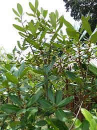 Image result for Rapanea