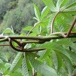 Image result for Merremia tuberosa