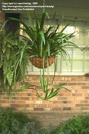 Check spelling or type a new query. Full Size Picture Of Walking Iris Apostle Plant Neomarica Gracilis Interesting Never Thought To Hang Them Plants Iris Plants Walking Iris