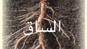 مراحل انتقال الماء بين اقسام النبتة صابر الحميدي Youtube