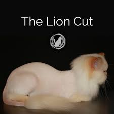 14 best images about lion cut cats on. The Lion Cut Online Course National Cat Groomers Institute