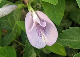 Image result for Clitoria