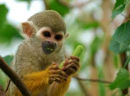 Monkeys such as capuchins, squirrel monkeys, and macaques are the best types of monkeys to keep as pets. Squirrel Monkey Wikipedia