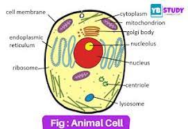 Maybe you would like to learn more about one of these? Animal Cell Structure Function Types And Defination Animal Cell Animal Cell Structure Animal Cell Functions