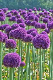 Allium Zwischen Stauden Graser Oder Halbstraucher Pflanzen Lauchblumen Blumenzwiebeln Pflanzen Lila Blumen