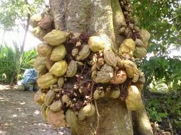 Saya nggak tahu nak, itu anak saya sedang cari tahu apa yang terjadi? Buah Buahan Herba4all