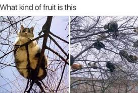 Is It Ripe Enough To Pick Yet Animal Memes Cute Animal Memes Funny Animals