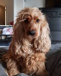 Miss Maddie It S Time For A Makeover Messyhair Be Gone With You I M Having A Groom See You On The Othe Crazy Dog Pictures Makeover Messy Hairstyles