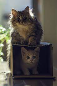 Bringing A New Cat Into Your Home Takes A Lot Of Preparation And Patience One Thing You Can Do Is Create A Safe Space For Pretty Cats Kittens Cutest Cute Cats