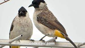 Burung kutilang yang sering dipilih oleh para pecinta burung untuk diikutkan lomba adalah yang memiliki suara yang nyaring. Beberapa Fakta Menarik Tentang Burung Kutilang Om Kicau